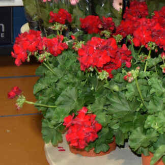 Geranium - 2 Gallon Pot - Red