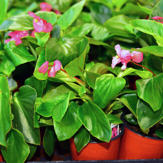 Angel Wing Begonia - 4.5" Pot - Red