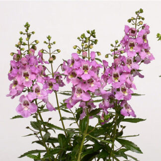 Angelonia - 4.5" Pot - Pink