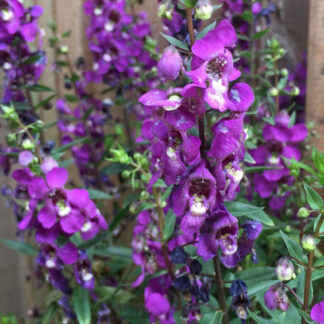Angelonia - 4.5" Pot - Purple
