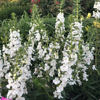 Angelonia - 4.5" Pot - White
