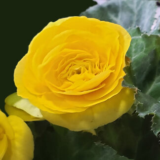 Begonia - Tuberous - 4.5" Pot - Yellow
