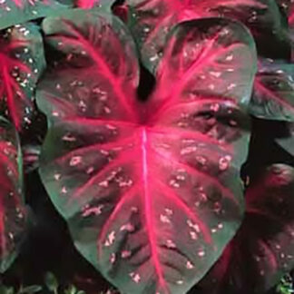 Caladium - 4.5" Pot - Red
