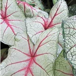 Caladium - 4.5" Pot - White