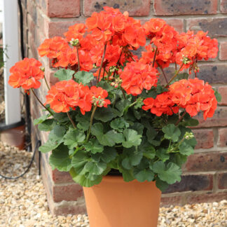 Geranium - 4.5" Pot - Orange