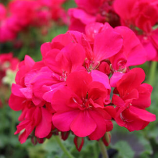 Geranium - 4.5" Pot - Pink