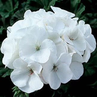Geranium - 4.5" Pot - White