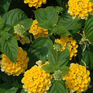 Lantana - 4.5" Pot - Yellow