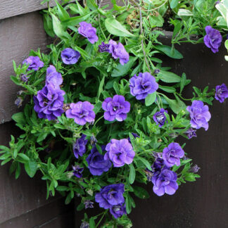 Million Bell - 4.5" Pot - Blue