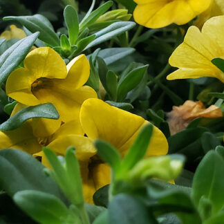 Million Bell - 4.5" Pot - Yellow