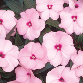 New Guinea Impatien - 4.5" Pot - Pink