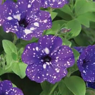 Petunia - 4.5" Pot - Night Sky