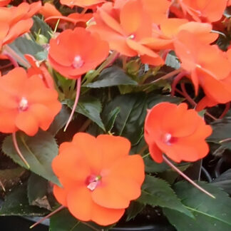 SunPatien - 4.5" Pot - Orange