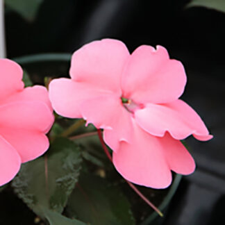 SunPatien - 4.5" Pot - Pink