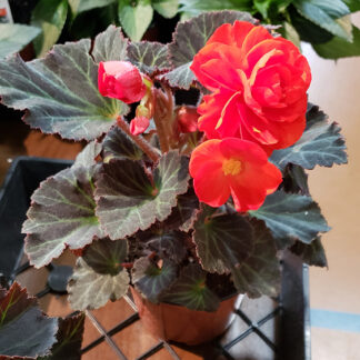 Begonia - Tuberous - 4.5" Pot - Scarlet