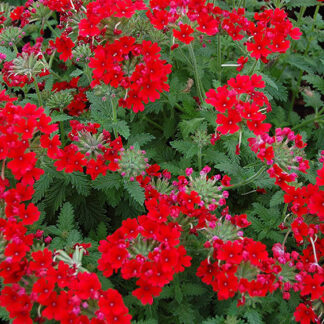 Verbena - 4.5" Pot - Red