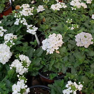Verbena - 4.5" Pot - White