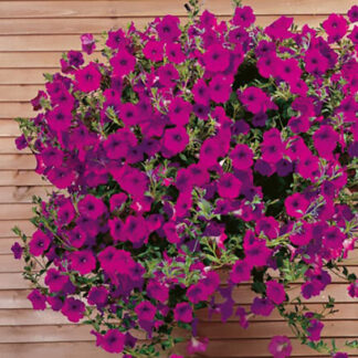Wave Petunia - 4.5" Pot - Purple