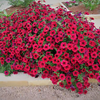 Wave Petunia - 4.5" Pot - Red