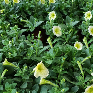 Wave Petunia - 4.5" Pot - White