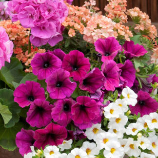 Mixed Annuals - 6" Pot - Mixed Verbena, Petunia & Million Bells