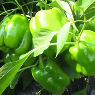 Pepper - Lady Bell - 4.5" Pot