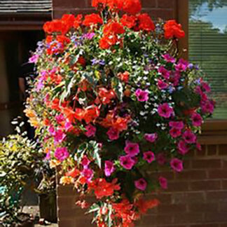 14" WOW/Specialty Hanging Basket - Geraniums  - Purple