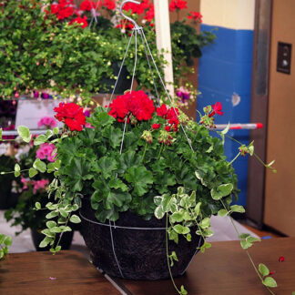 14" WOW/Specialty Hanging Basket - Geraniums  - Red