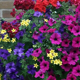 14" WOW/Specialty Hanging Basket - Sun, Mixed Annuals  - Mixed