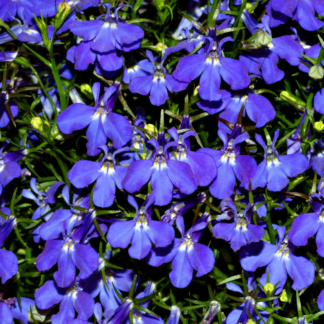 Lobelia - 4.5" Pot - Blue