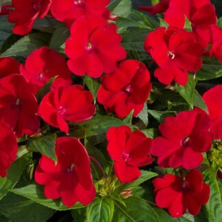 Impatiens - Flat - Red
