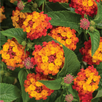 Lantana - 4.5" Pot - Orange/Yellow