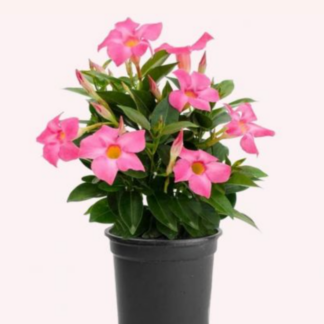 Diplandenia - Tropical - 6" - Pink