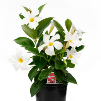 Diplandenia - Tropical - 6" - White