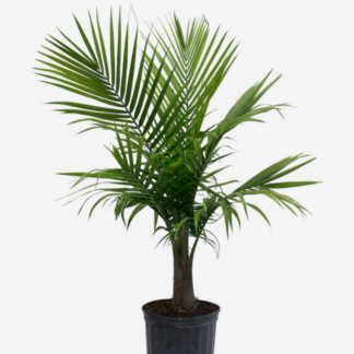 Majestic Palms - Tropical - 10"
