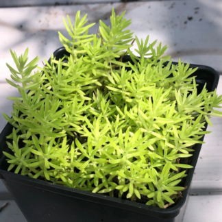 Sedum - Lemon Coral - Filler Plant - 4.5" Pot