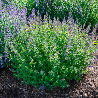 Catnip - 1 Gallon Pot - Perennial