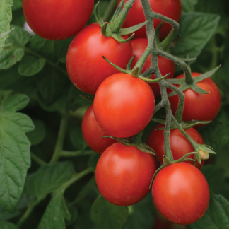 Tomato - Cherry/Sugar Rush - 4.5" Pot
