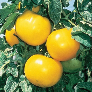 Tomato - Lemon Boy - 4.5" Pot