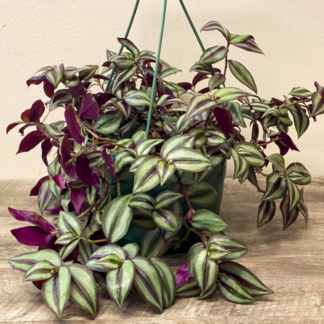 Wandering—Silver/Purple