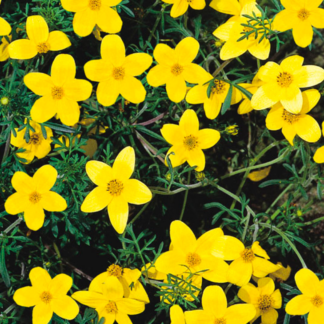 Bidens – 4.5" Pot – Small Yellow Daisy