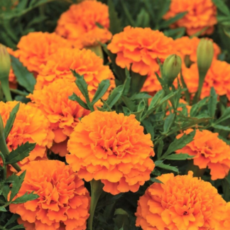 Marigold - French/Small - Flat - Orange