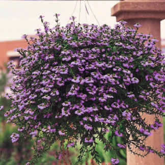 Scaevola – 10" Hanging Basket - Purple