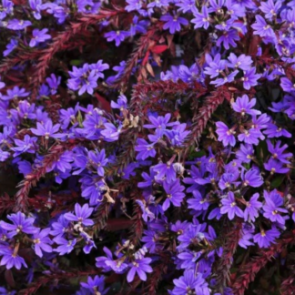 Trailing Scaevola – 4.5" Pot – Blue