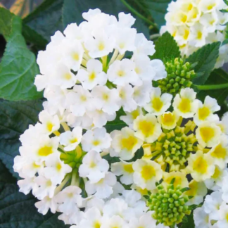 Lantana – 4.5" Pot – White