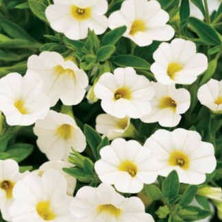 Million Bells – 10" Hanging Basket – White