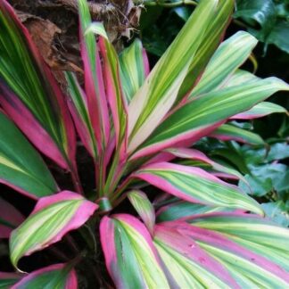Cordyline Kiwi - 5" Pot