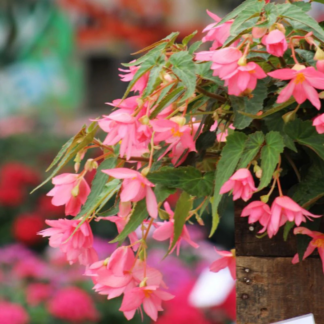 Begonia - Bonfire - 10" Hanging Basket - Pink