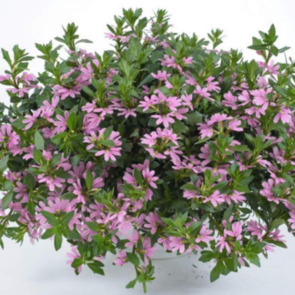 Scaevola - 10" Hanging Basket - Pink