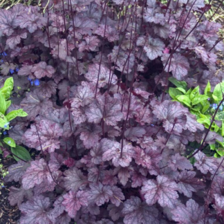 Coral Bells - 1 Gallon Pot -  Palace Purple